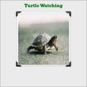 Turtle Watching Tortuguero